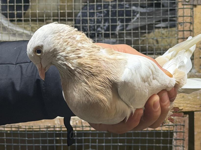 Gökyüzündeki milyonluk tutku: Bu işin bir sonu yok - Resim : 5
