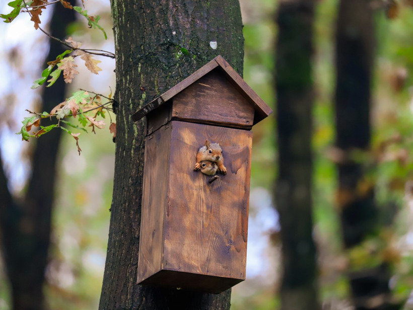 Ormanya'da sonbahar... Görenler mest oluyor - Resim : 2