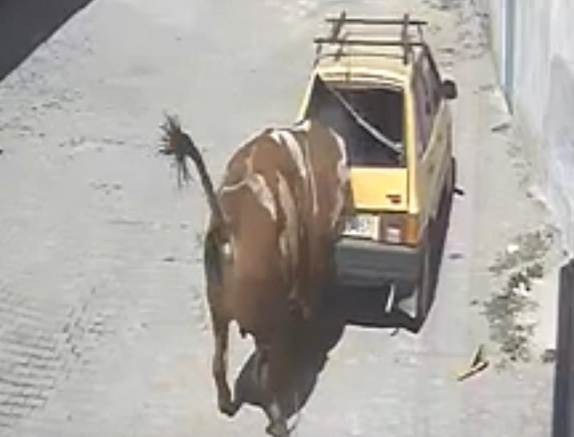 Ahırdan kaçan kızgın boğa ortalığı birbirine kattı! - Resim : 1