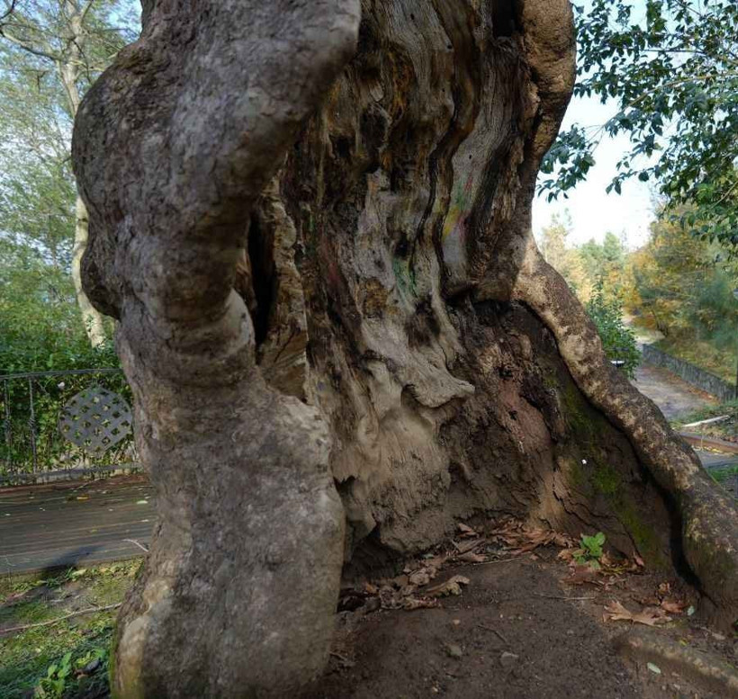Kocaeli'deki 500 yıllık çınarın ilginç hikayesi! - Resim : 3