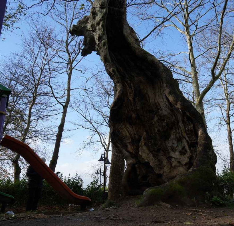 Kocaeli'deki 500 yıllık çınarın ilginç hikayesi! - Resim : 1