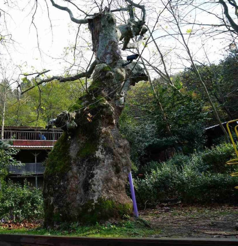 Kocaeli'deki 500 yıllık çınarın ilginç hikayesi! - Resim : 2