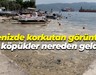 Denizde korkutan görüntü Bu köpükler nereden geldi?