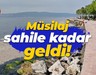 Müsilaj sahile kadar geldi!