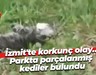 İzmit'te korkunç olay… Parkta parçalanmış kediler bulundu