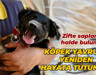 Zifte saplanmış halde bulundu… Köpek yavrusu yeniden hayata tutundu!