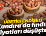 Üretici endişeli; Kandıra’da fındık fiyatları düşüşte!